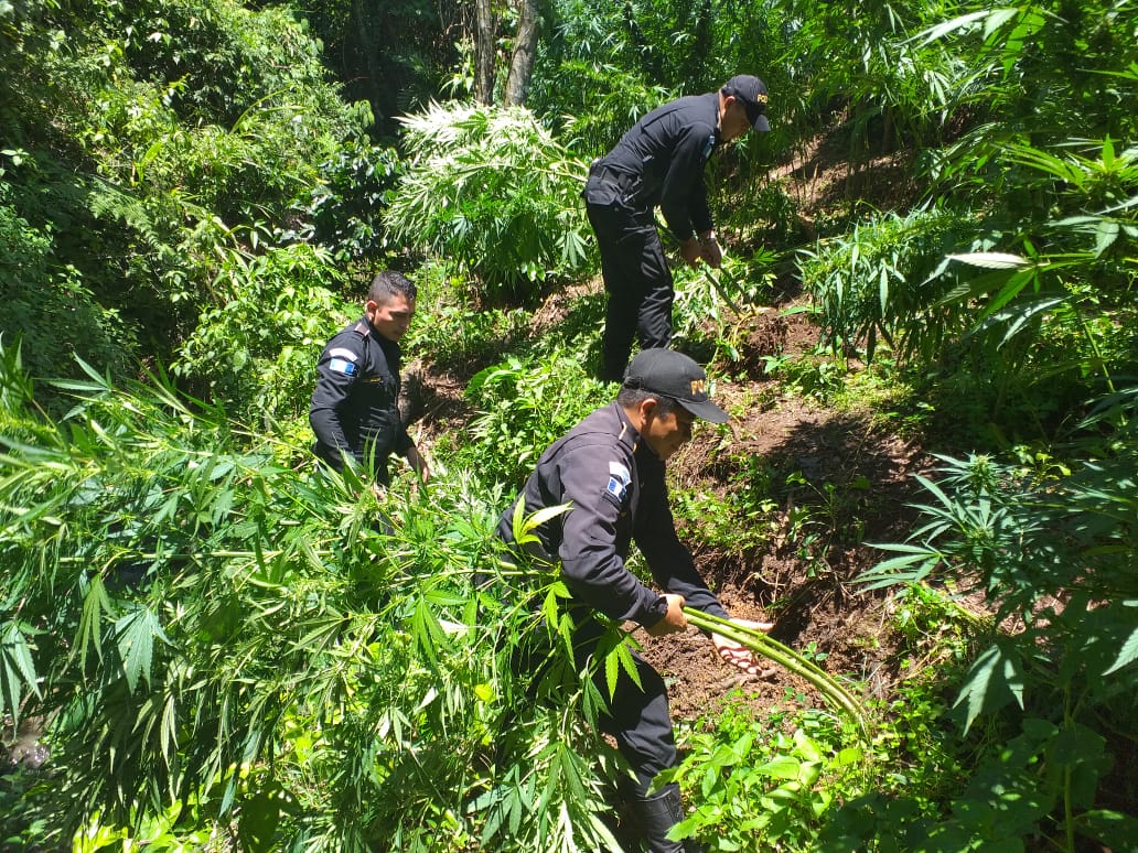 Policía Nacional Civil erradica 70 mil matas de marihuana en Petén