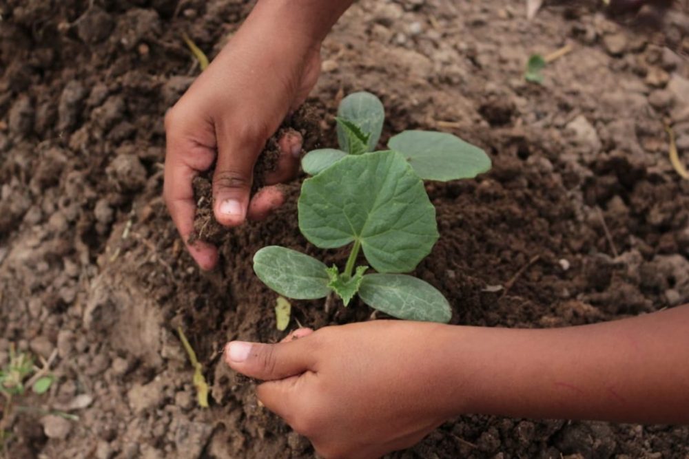 Tormenta tropical Nana daña 202 hectáreas de cultivos en Guatemala