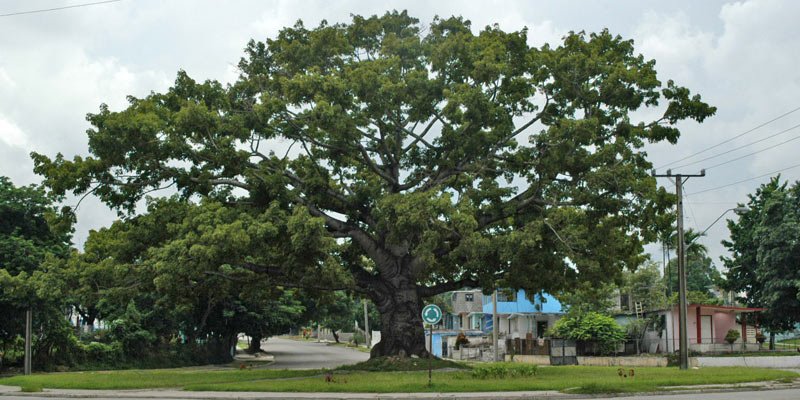 La ceiba, árbol de la vida con sombra acogedora