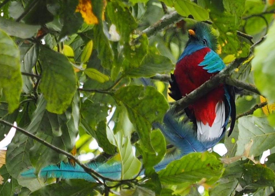 Guatemala conmemora el Día del Quetzal, ave nacional