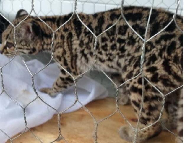 Diprona rescata más de 170 animales silvestres en el país