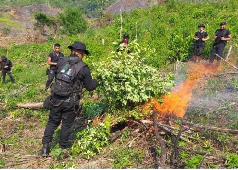 Erradican 276 mil 142 matas de marihuana en Petén