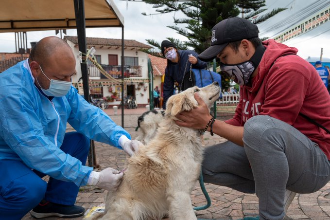 Vacunación canina