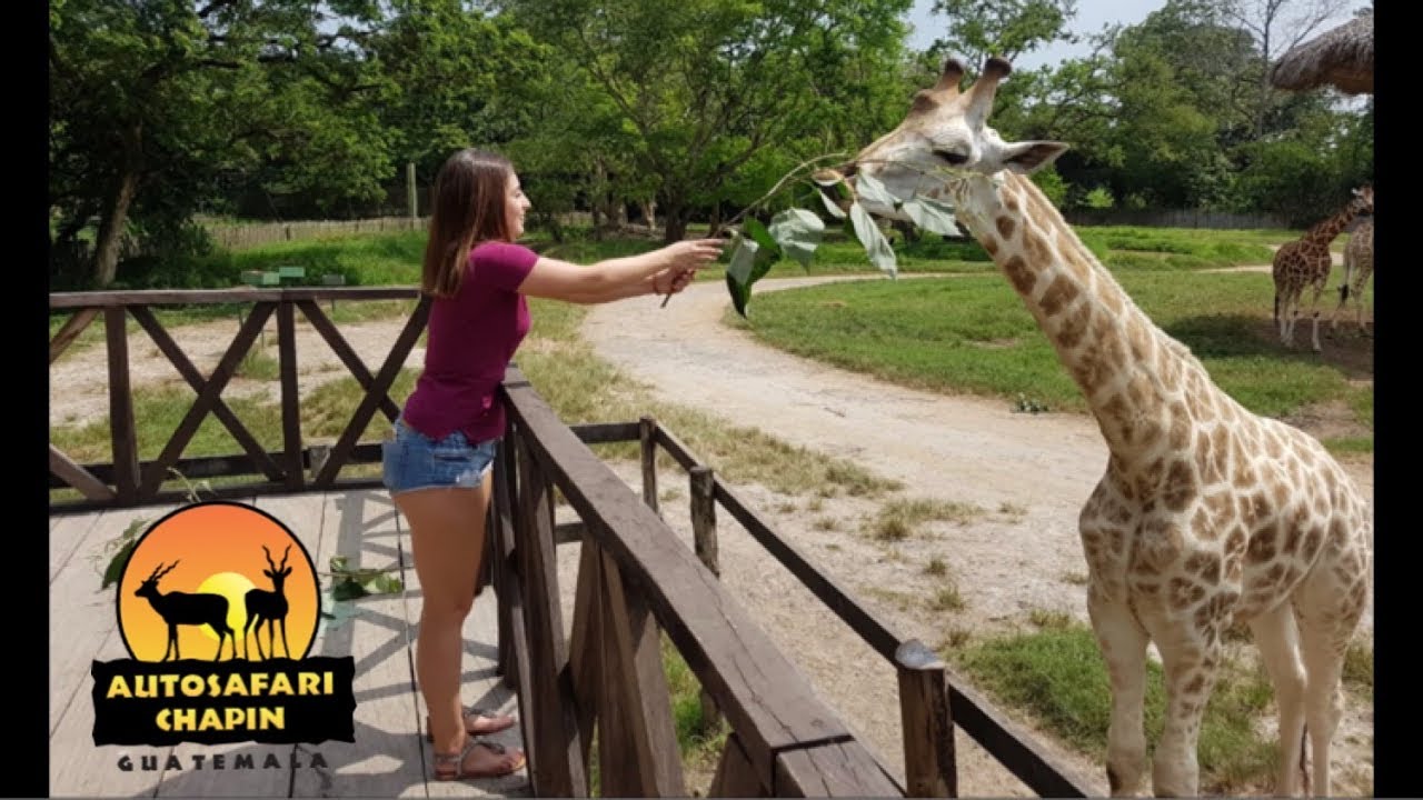 Autosafari Chapín, un lugar de recreación e interacción con los animales