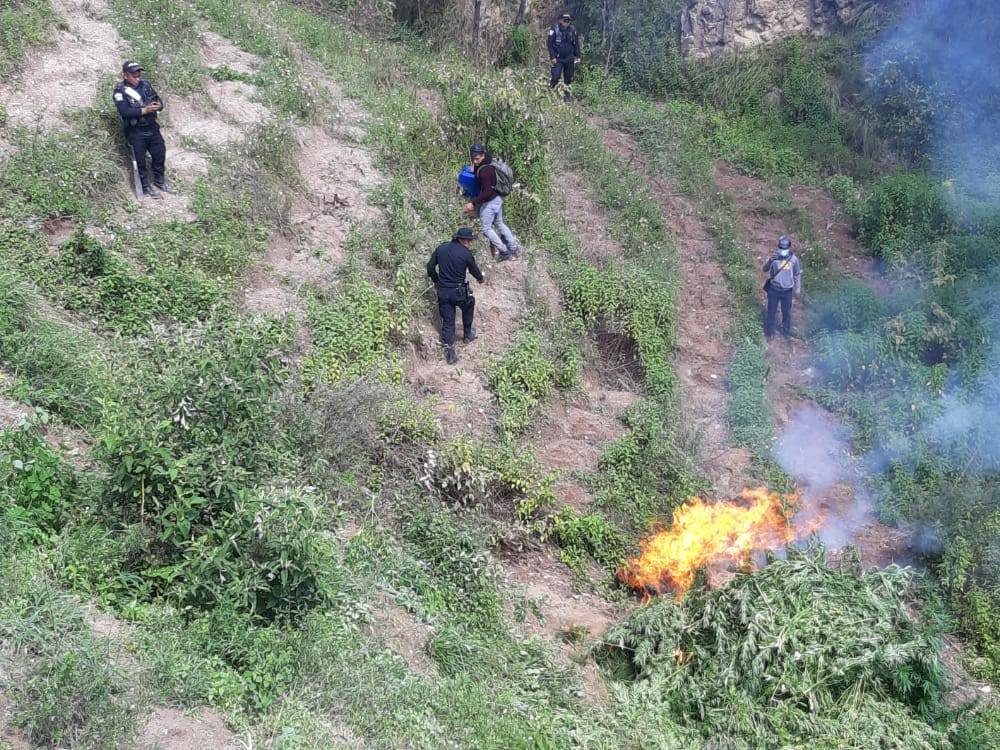 Policía Nacional Civil erradica 3 mil 200 matas de marihuana en Totonicapán