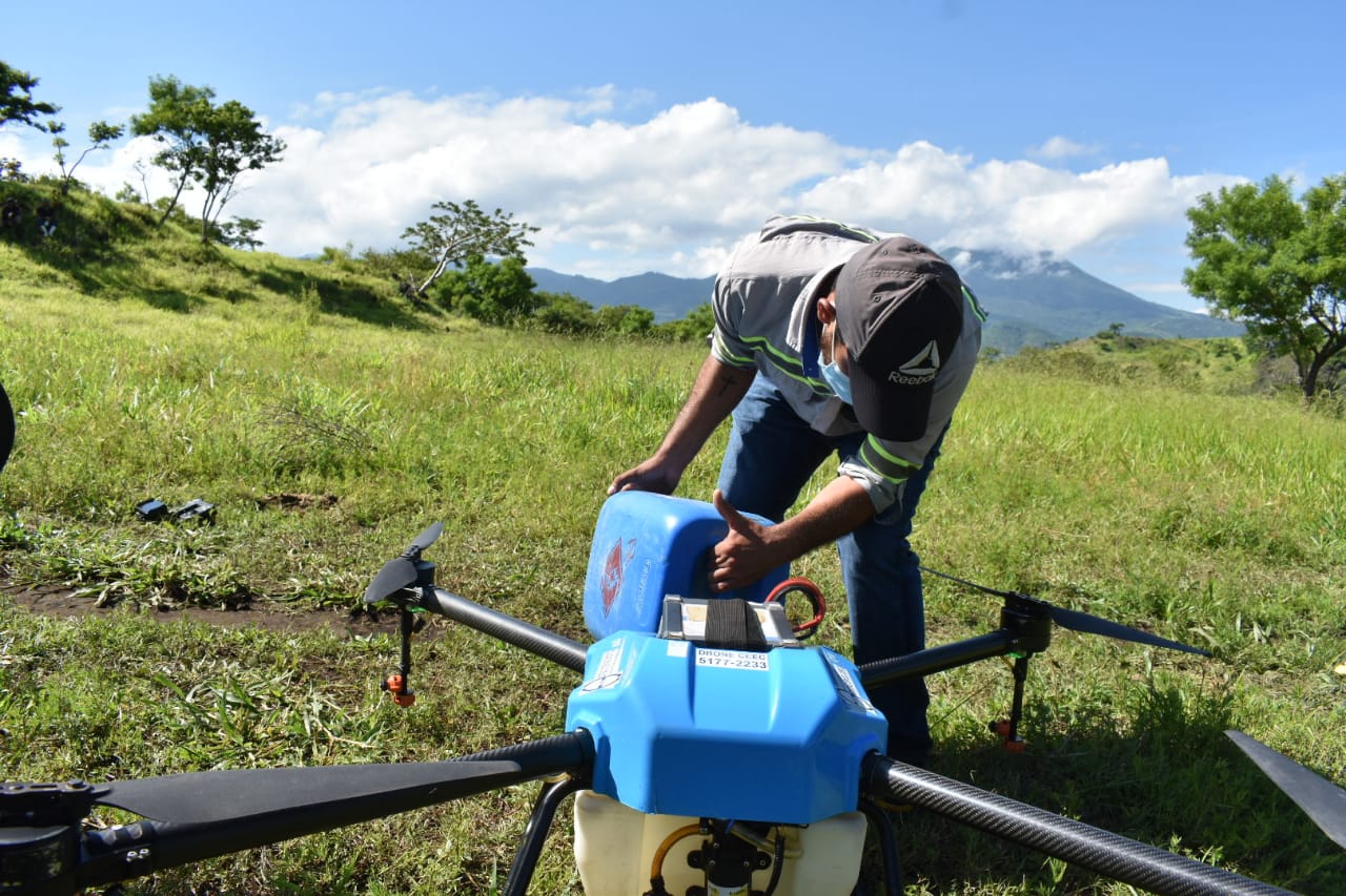 MAGA mantiene acciones contra la langosta que afecta plantaciones en Petén