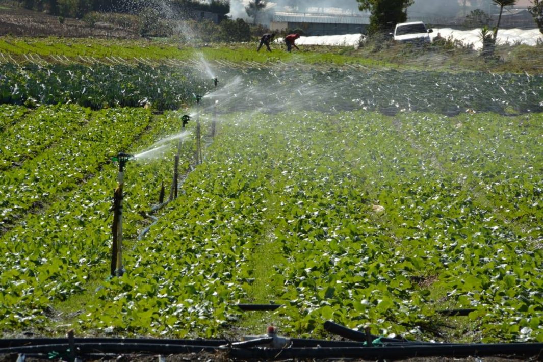Cobertura vegetal
