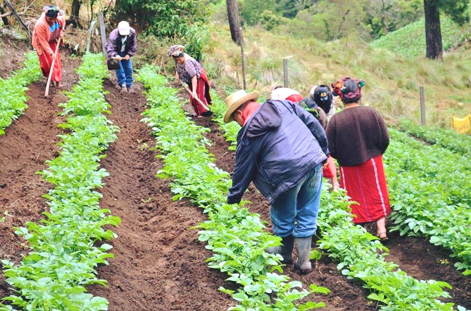 Cultivos