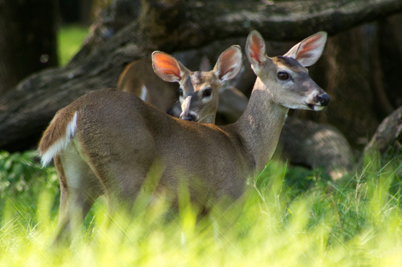 Efemérides: Guatemala conmemora el Día Mundial de los Animales
