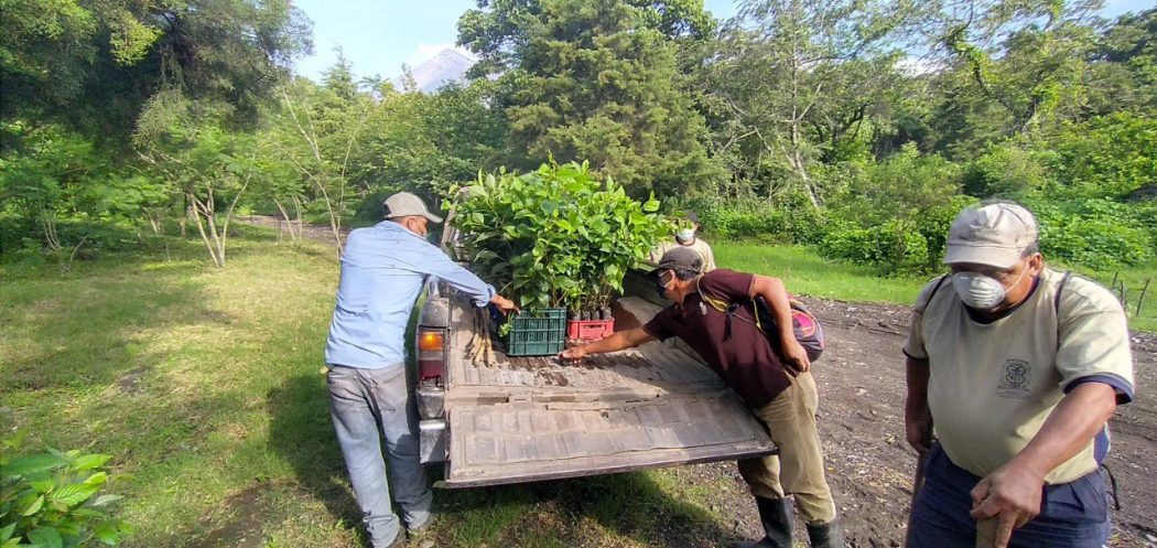 Reforestación