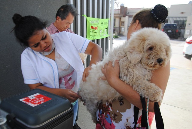 Campaña de vacunación antirrábica arranca este domingo y llegará a 3,6 millones de mascotas