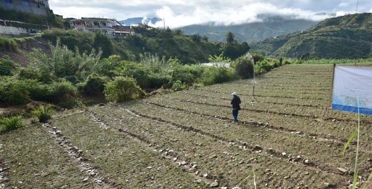 Mantienen monitoreo de cultivos por lluvias en el territorio nacional