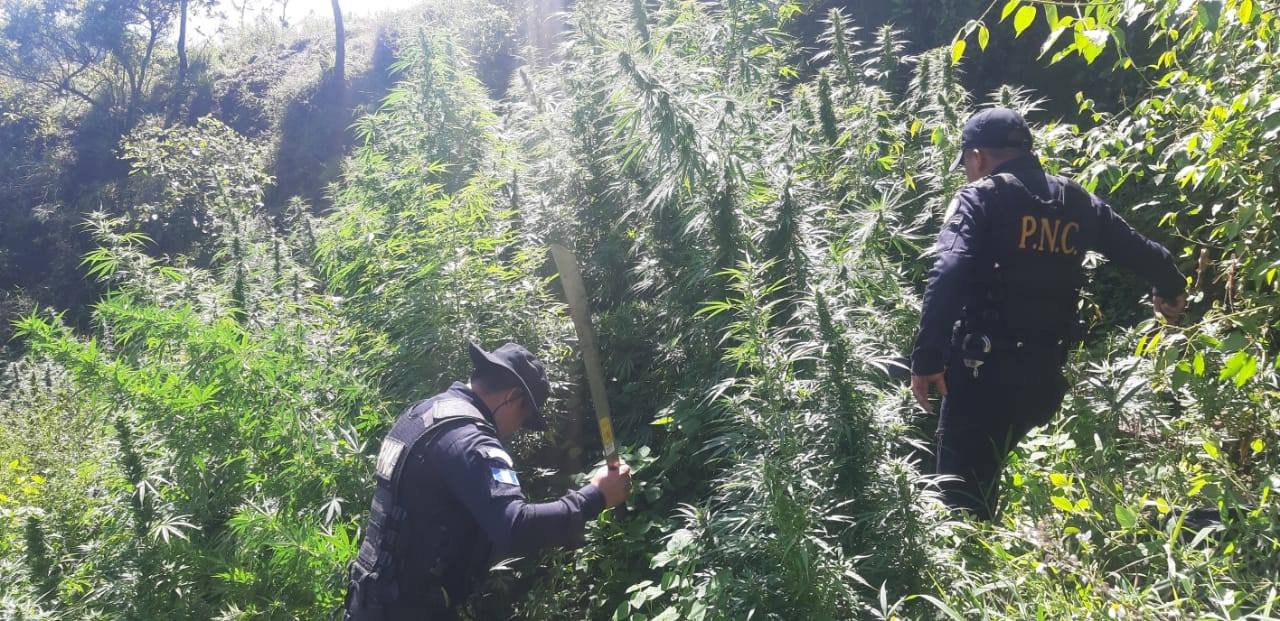 Localizan plantación de marihuana valorada en más de un millón de quetzales