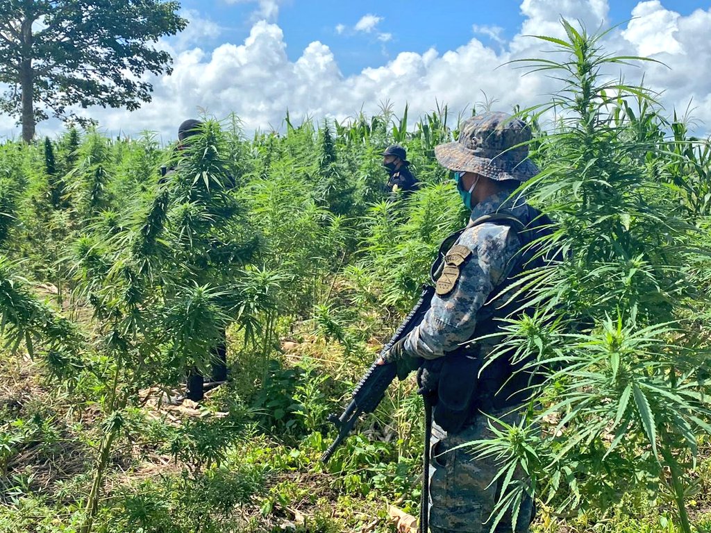 Ejército: A la fecha se han erradicado 446 mil arbustos de coca