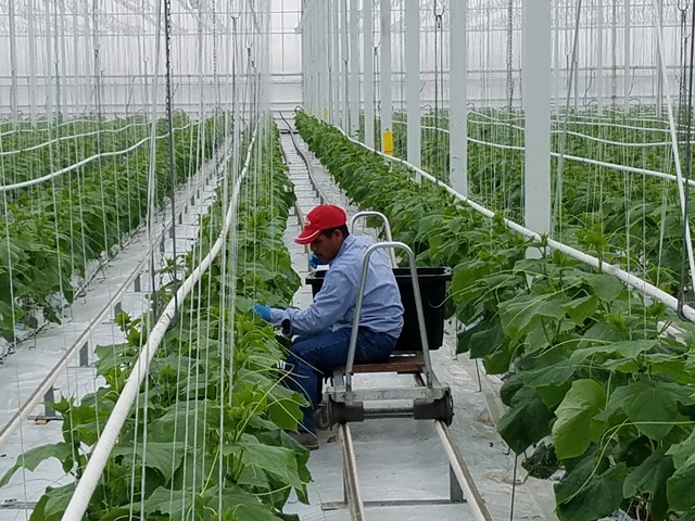 Guatemaltecos podrían optar a trabajos temporales en Italia y España