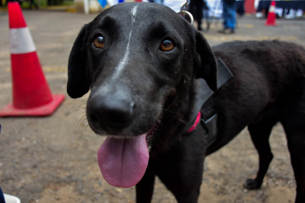 Se inicia campaña de vacunación contra la rabia en perros y gatos
