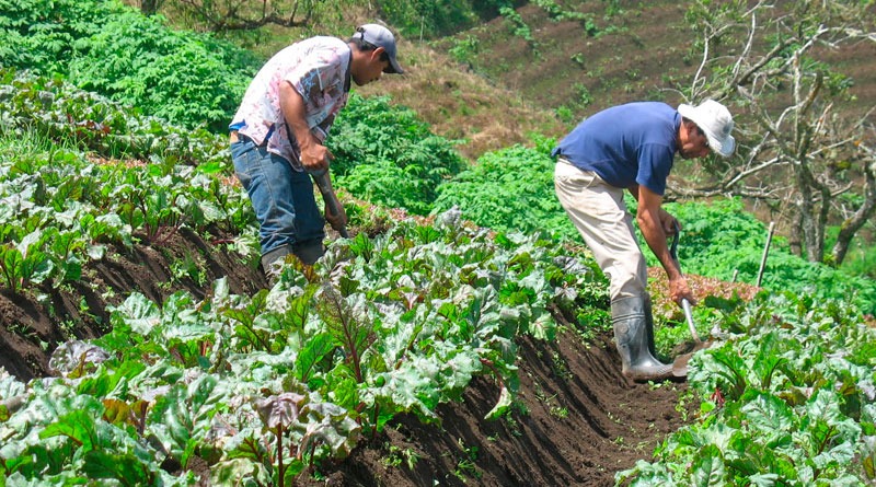 Invertirán 66,7 millones de dólares para aumentar resiliencia de agricultores guatemaltecos