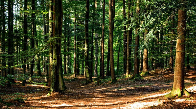 FAO: Guatemala se posiciona como país con datos actualizados sobre recursos forestales