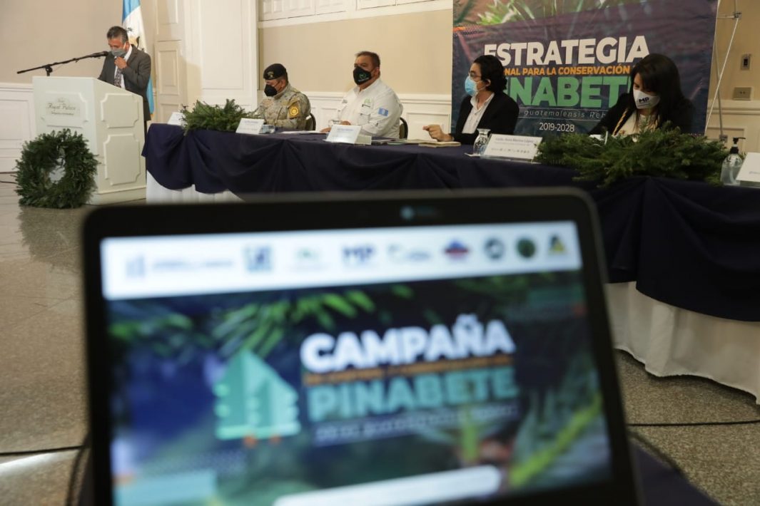 Lanzan campaña para controlar venta de pinabete durante temporada navideña
