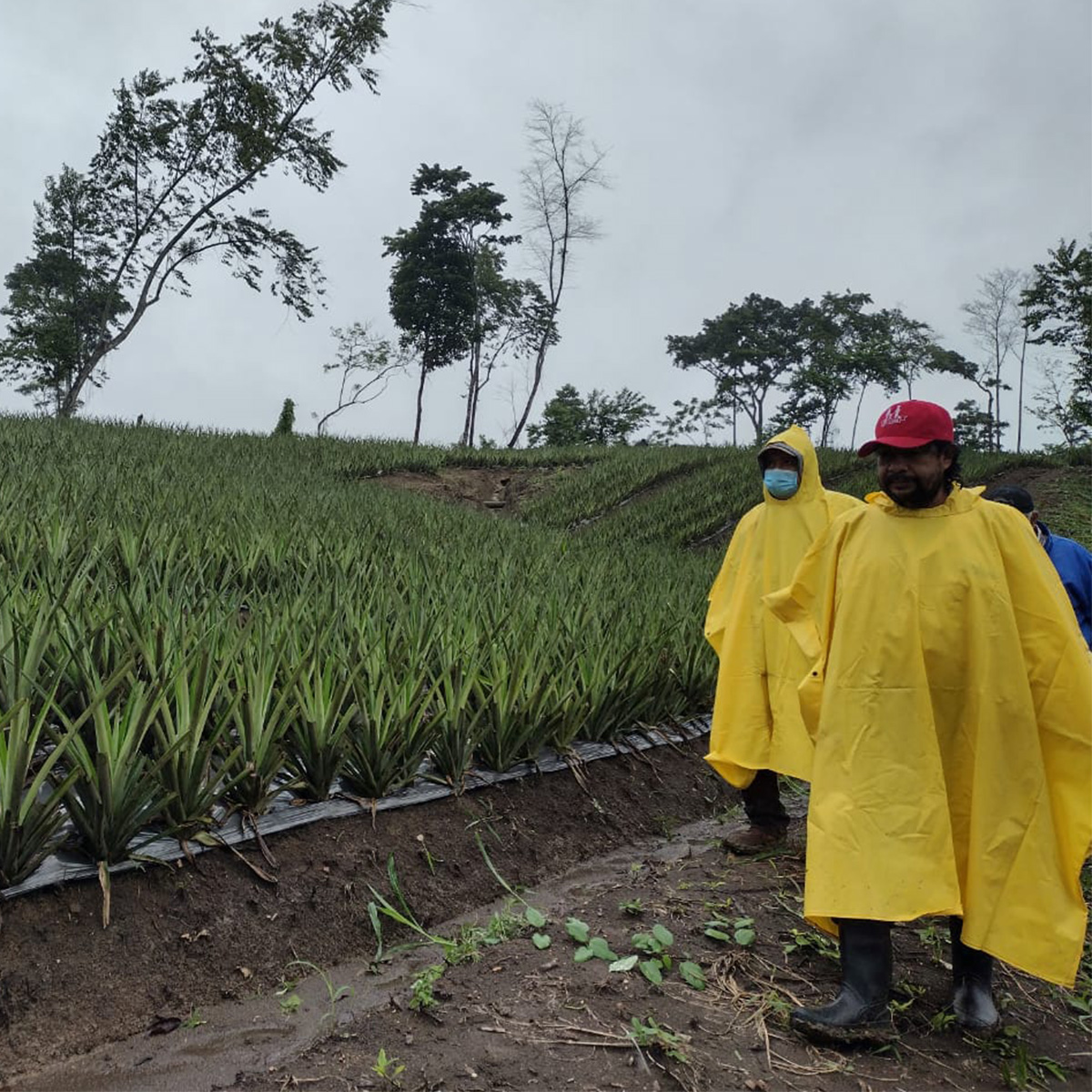 Evalúan daños en cultivos por depresión tropical Eta