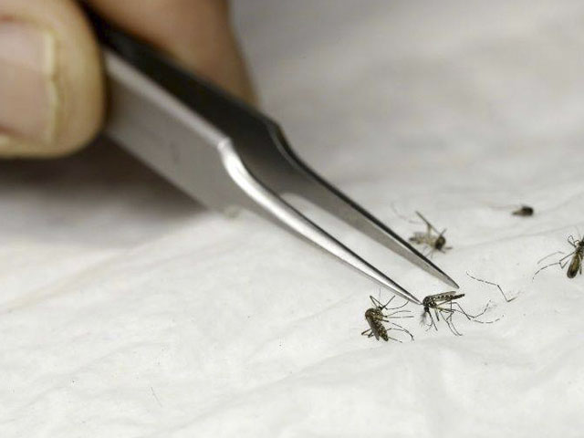 Los vectores que causan las enfermedades de dengue, zika, chikungunya y malaria.
