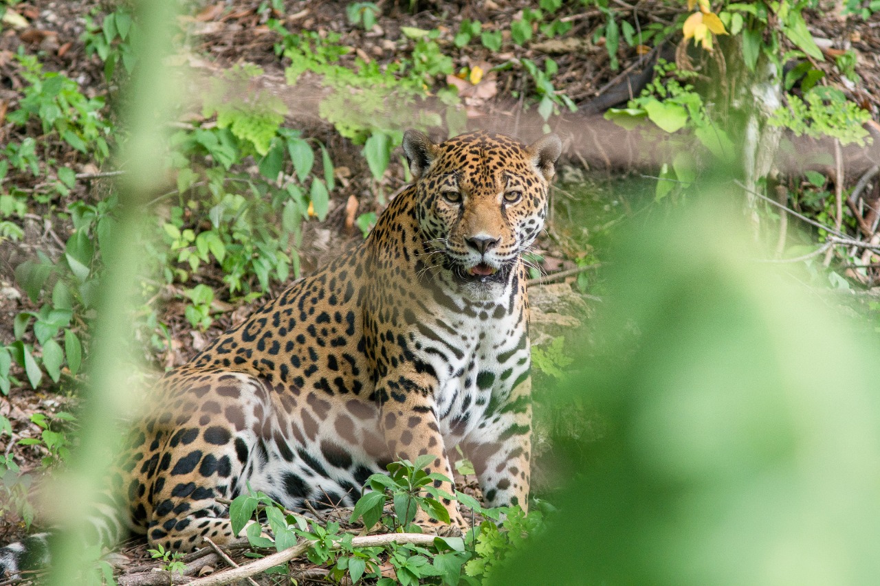 Envían mensaje de conciencia en el Día Internacional del Jaguar