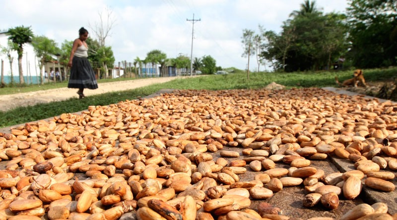 Salón del Cacao se realizará este año de forma virtual