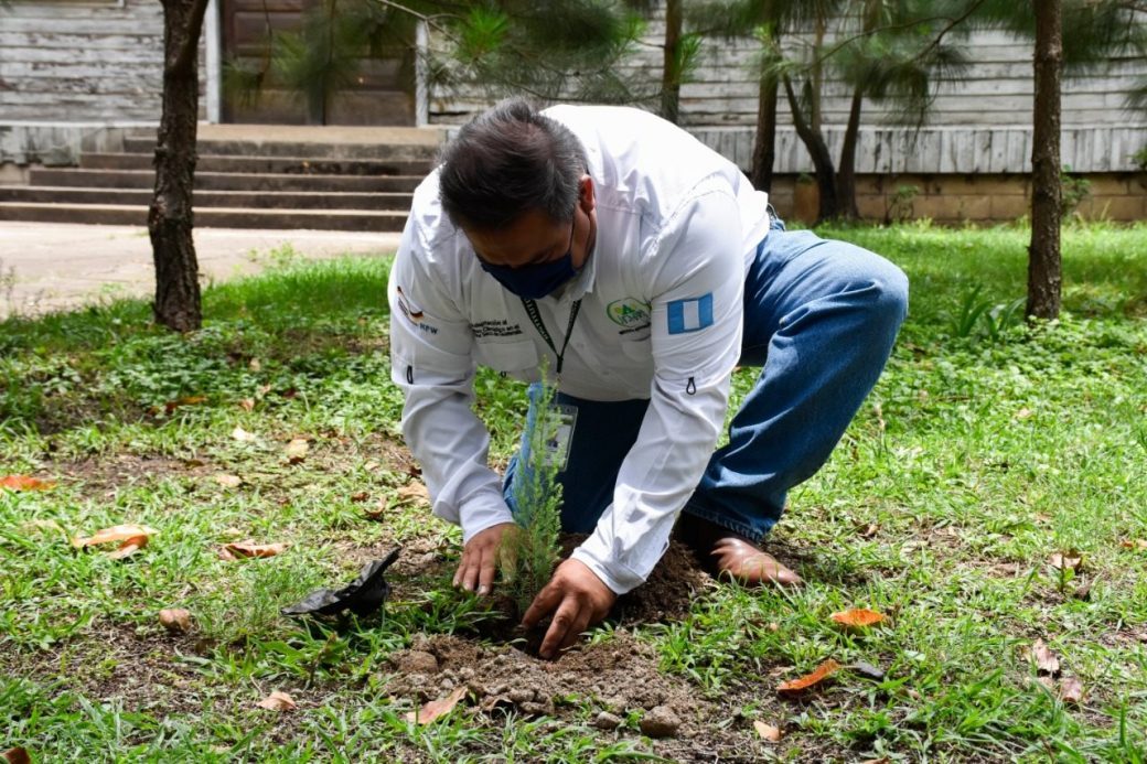 Programa Sembrando Huella logra reforestar 480,41 hectáreas durante 2020