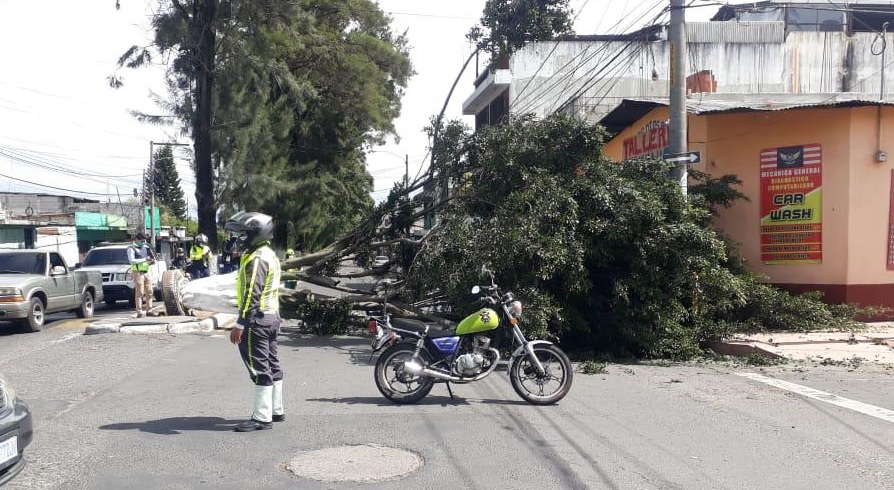 Fuertes vientos dejan árboles caídos en distintos sectores de la ciudad