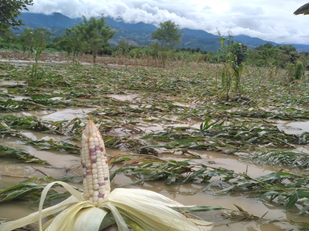 Contabilizan daños en cultivos por fenómeno natural Iota