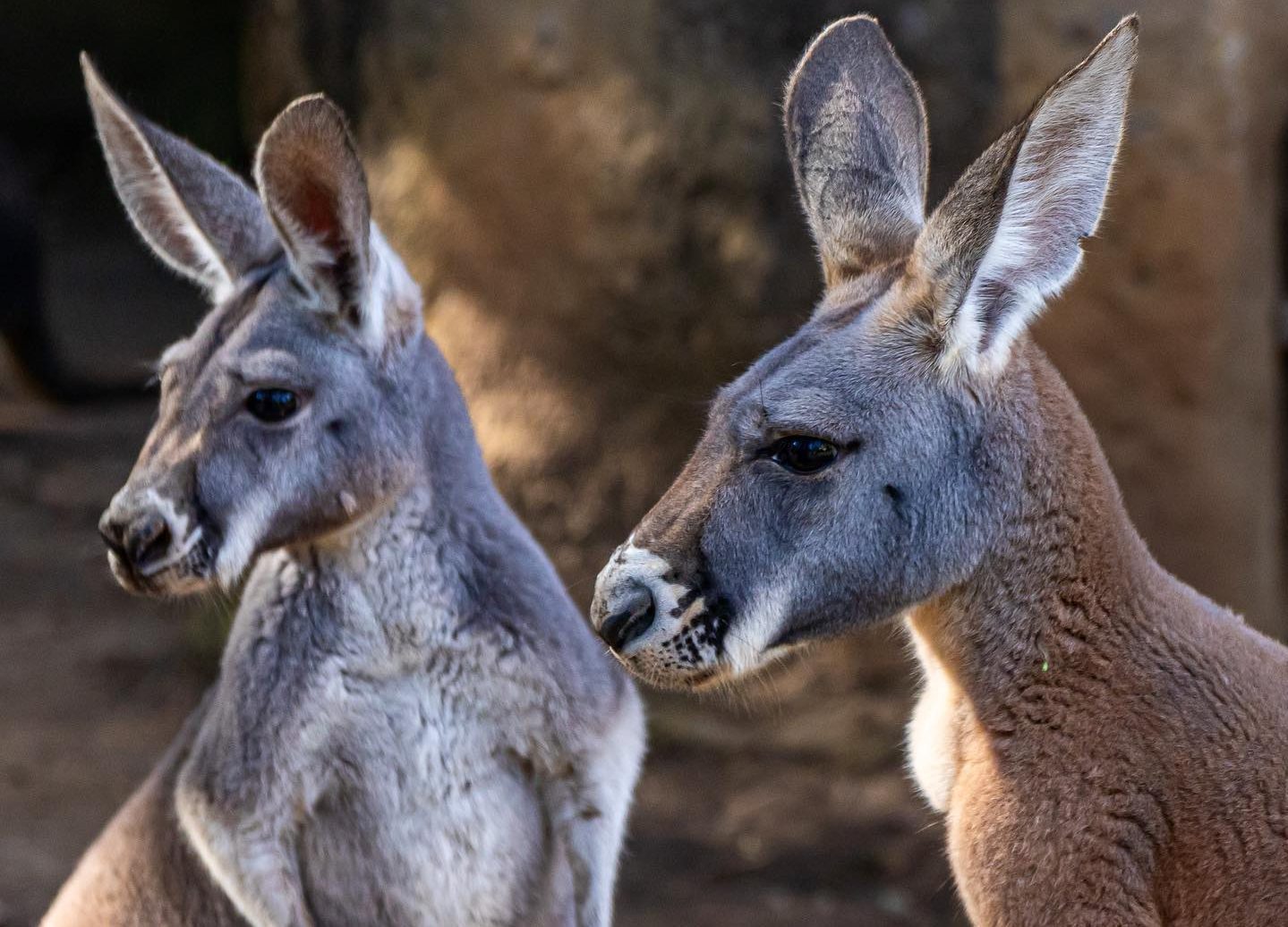 Cuándo se puede visitar a los nuevos canguros del zoológico La Aurora