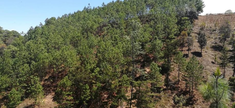 Inab y FAO ejecutan proyecto para restaurar el paisaje forestal en Petén