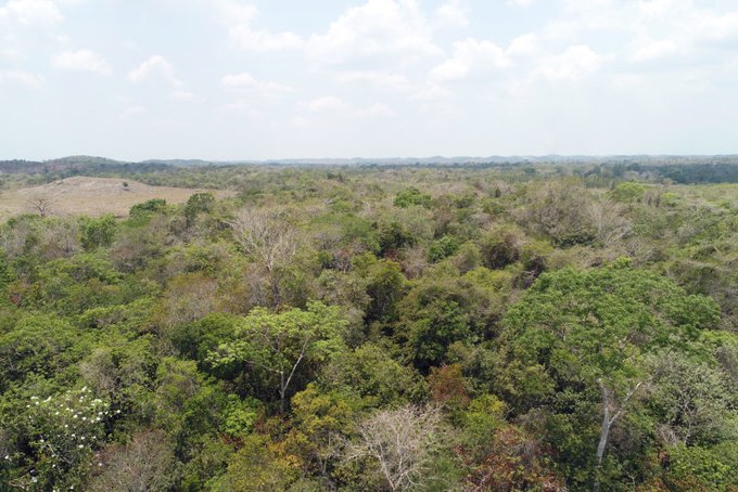 Cuáles son los beneficios de los incentivos forestales