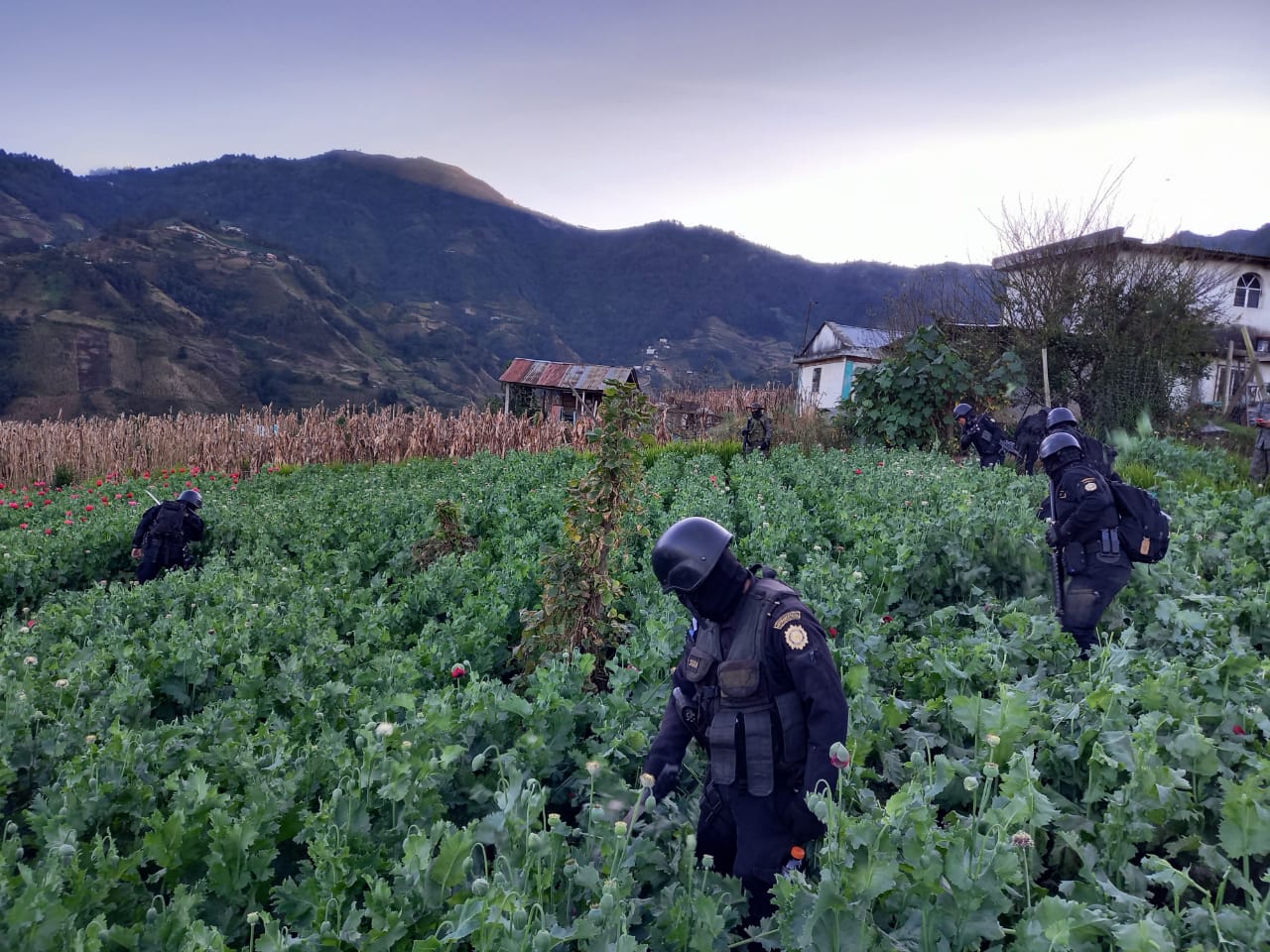 Erradican amapola valorada en más de 266 millones de quetzales