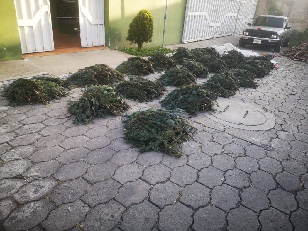 Decomisan más de 10 mil ramillas de pinabete que pretendían vender ilegalmente