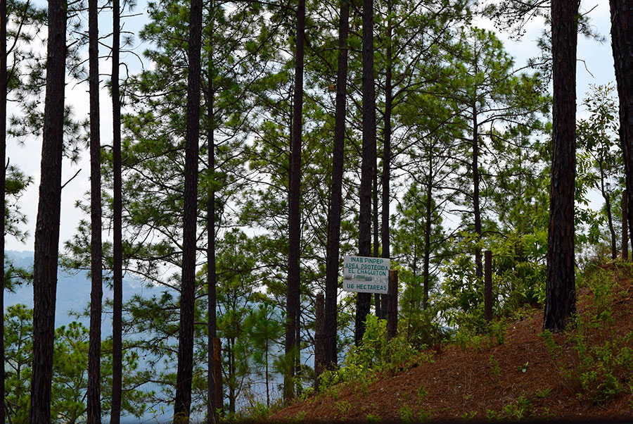 Destinan más de 500 millones de quetzales para incentivos forestales en 2020