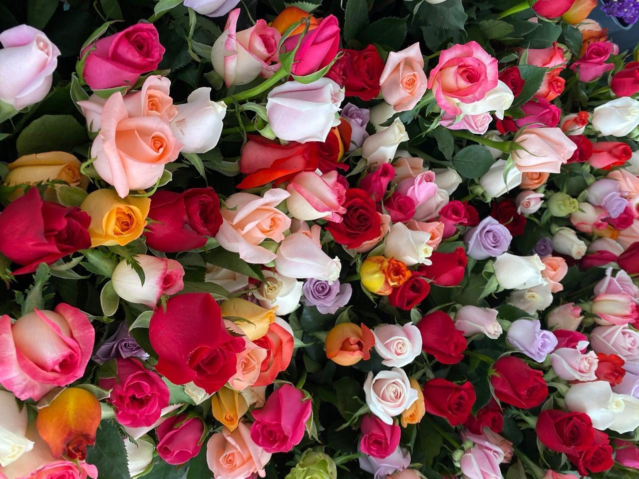 Flores
