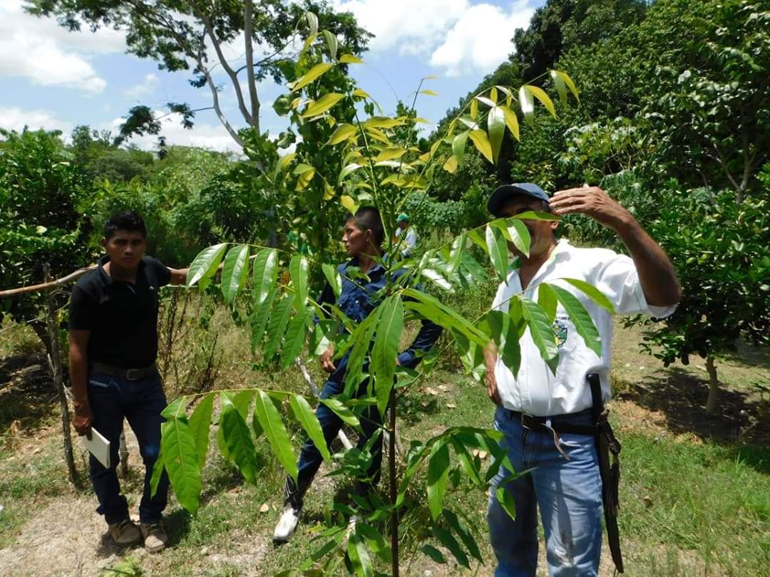 Presentan manual de establecimiento y manejo de sistemas agroforestales