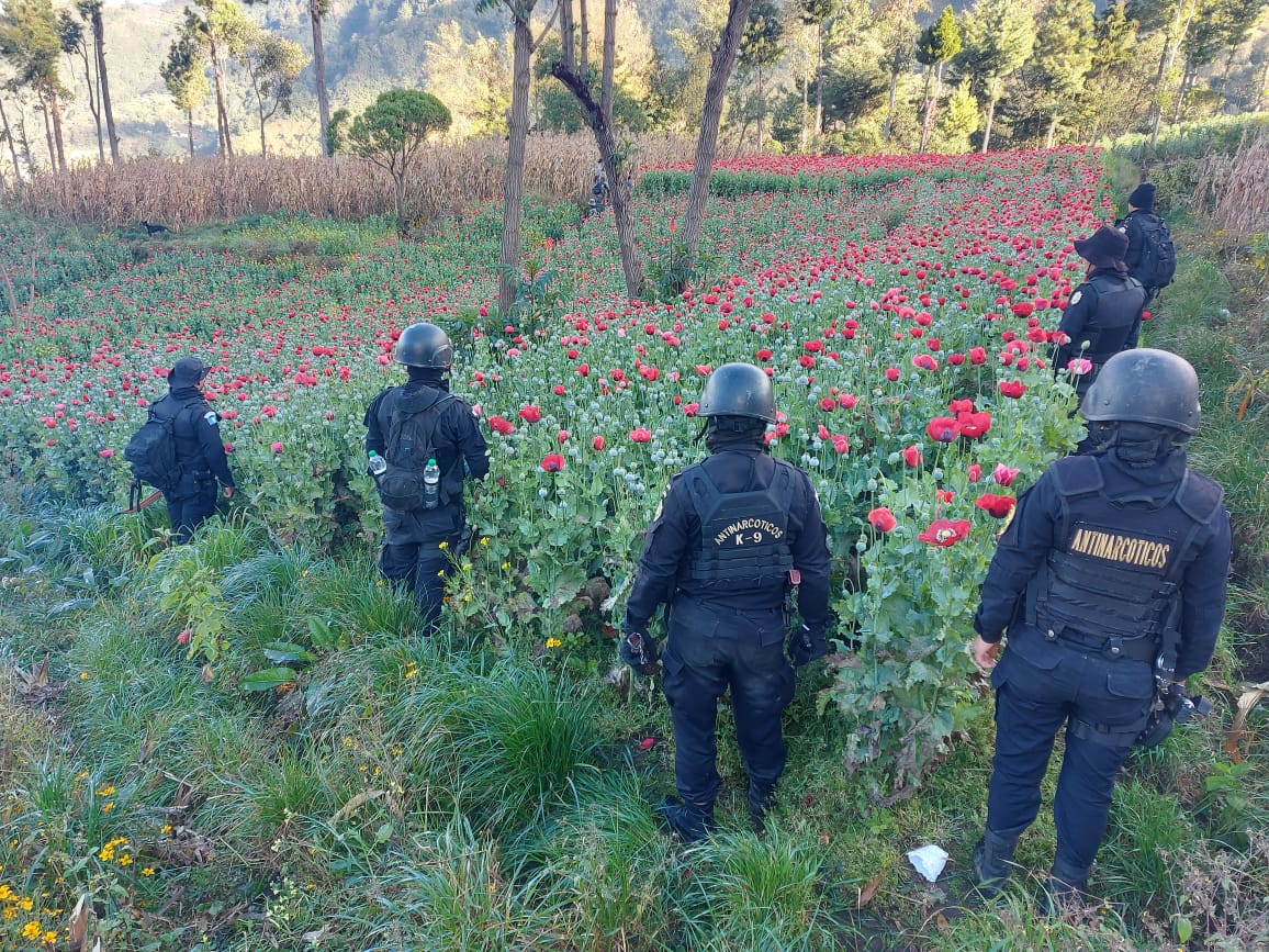 Por segundo día consecutivo, erradican plantaciones de amapola en San Marcos