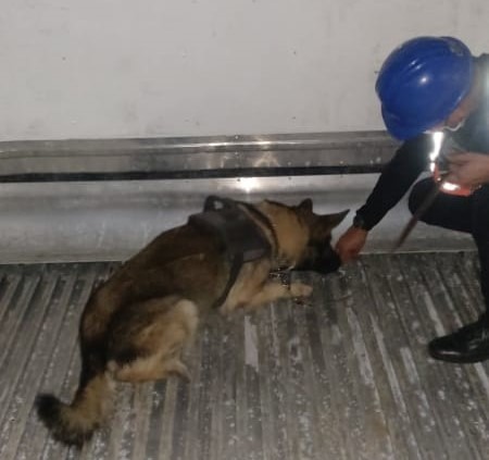 Agente canino descubre cocaína oculta en contenedor proveniente de Costa Rica