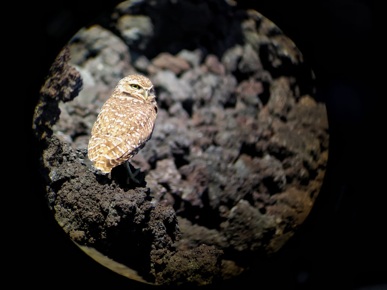 Conoce al búho de madriguera, una especie que ha reaparecido en Guatemala después de 113 años