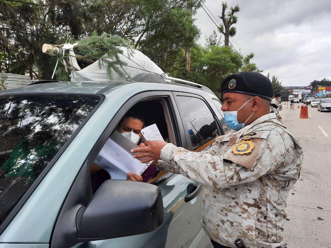 Mantienen operativos para evitar el tráfico de pinabete