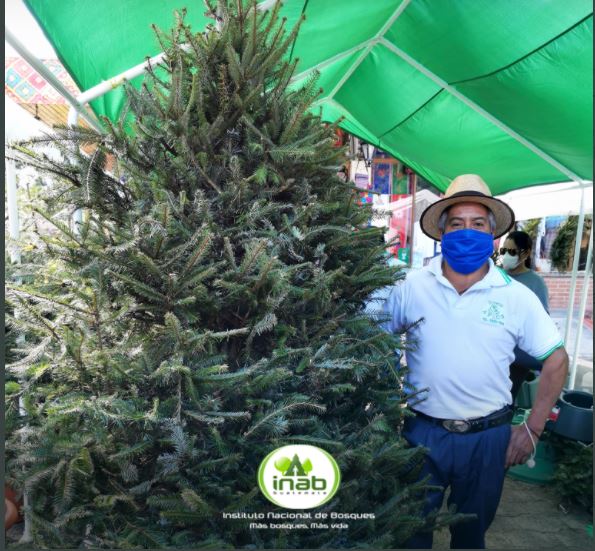 Pinabete: Árbol de Navidad y su proveniencia