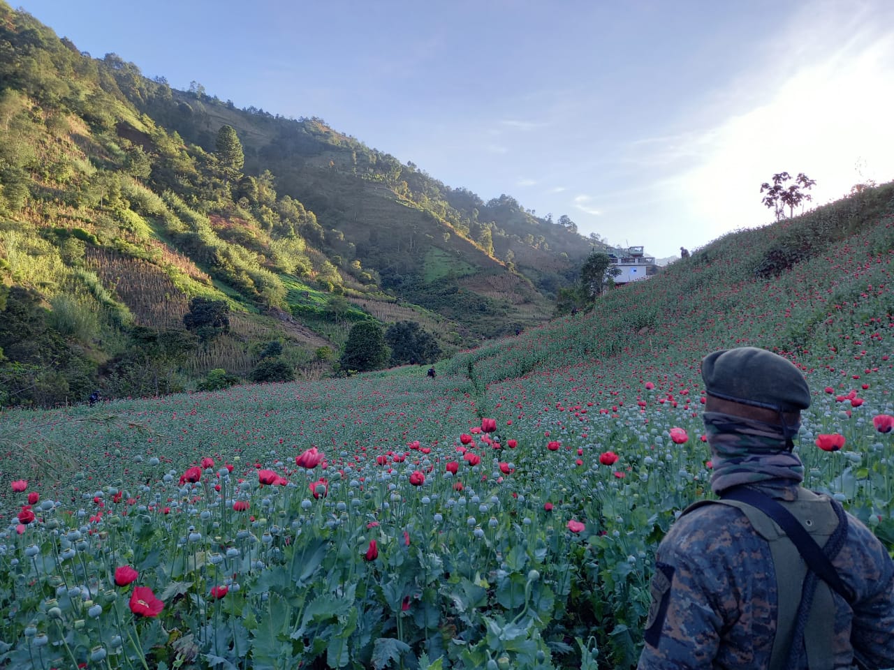 Militares apoyan en erradicación de más de 5 millones de plantas de amapola