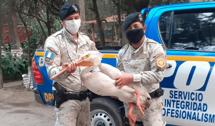 Diprona rescata más de 300 ejemplares de animales silvestres durante el año