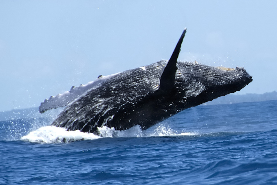 Ballena Jorobada