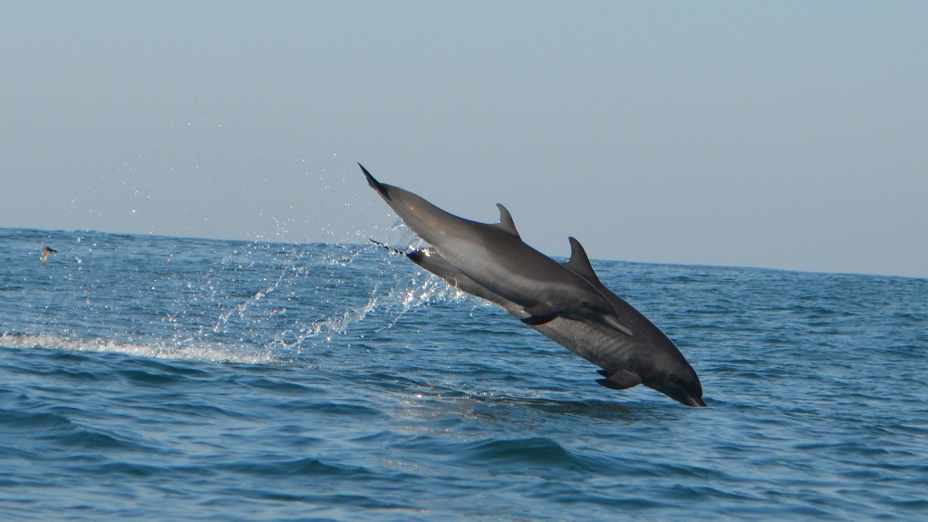 Fauna marina guatemalteca