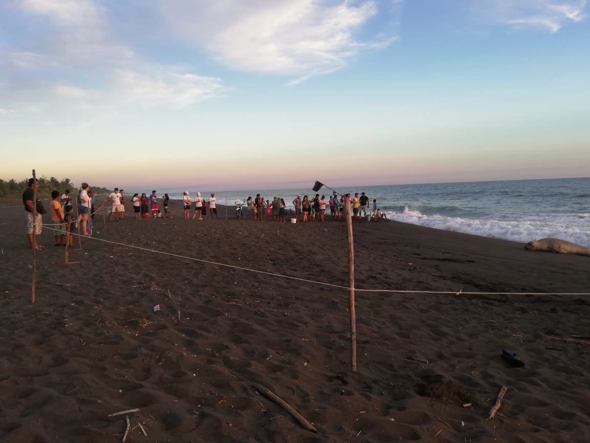 Avistan a elefante marino en playas de Guatemala y hacen llamado a protegerlo