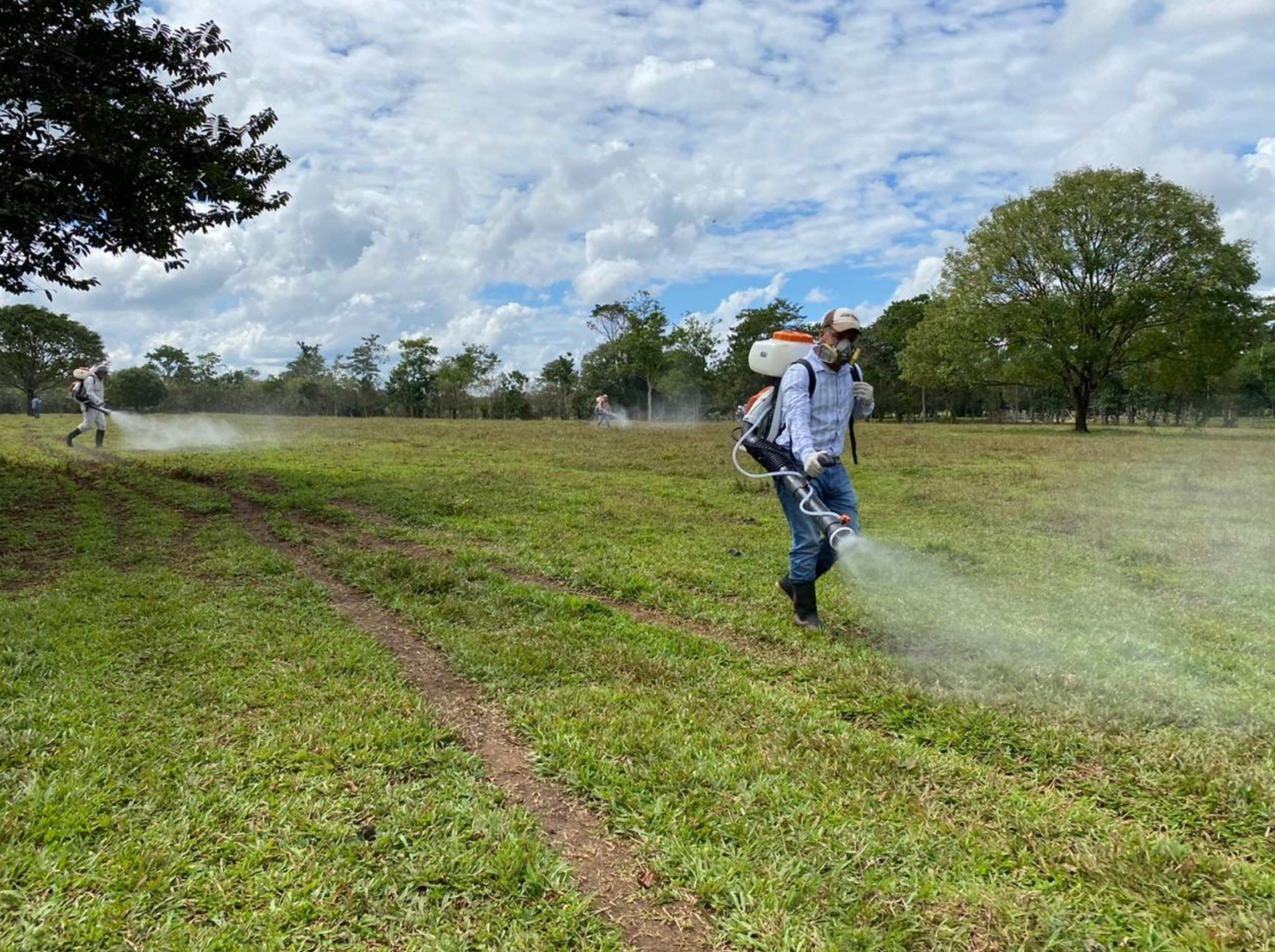 Autoridades supervisan erradicación de plaga de langostas voladoras