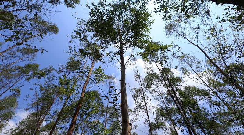 Habilitan módulo electrónico para gestionar licencias de aprovechamiento forestal